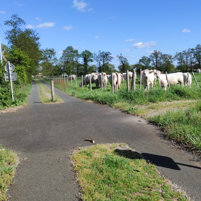 Avec les vaches